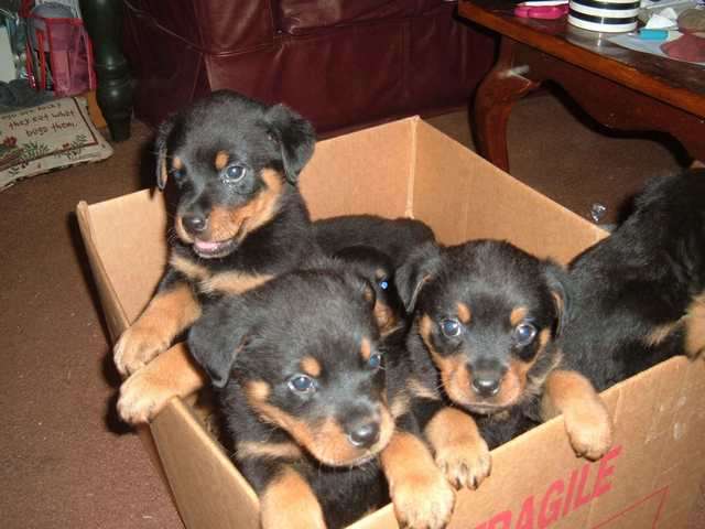 Rottweiler Welpen.fühlen Sie sich frei, um Text 9738134200.